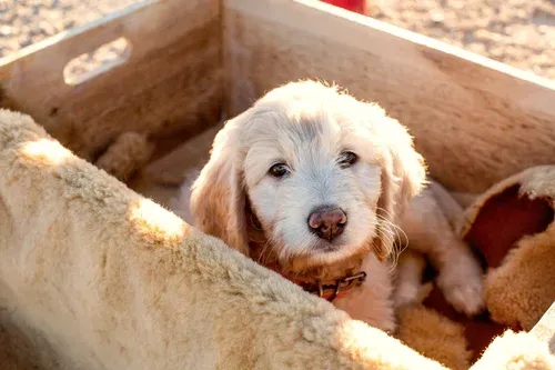 Budgeting for a Bay Area Goldendoodle Puppy