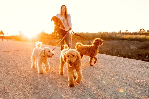 Differences Between F1, F1B, and Multigen Goldendoodles